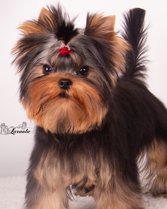 Laranta LARANTA LOVELY FACE — Labaza DogPedigree YorkshireTerrier